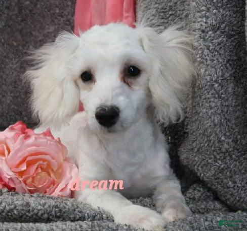 Bichpoo dogs Emmy - Ad 27