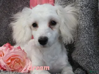 Bichpoo dogs Emmy - Ad 27