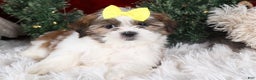 Shih Tzu dogs for sale: Norrie - Ad 21