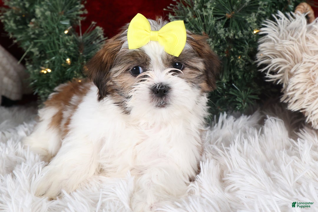 Shih Tzu dogs for sale: Norrie - Ad 21