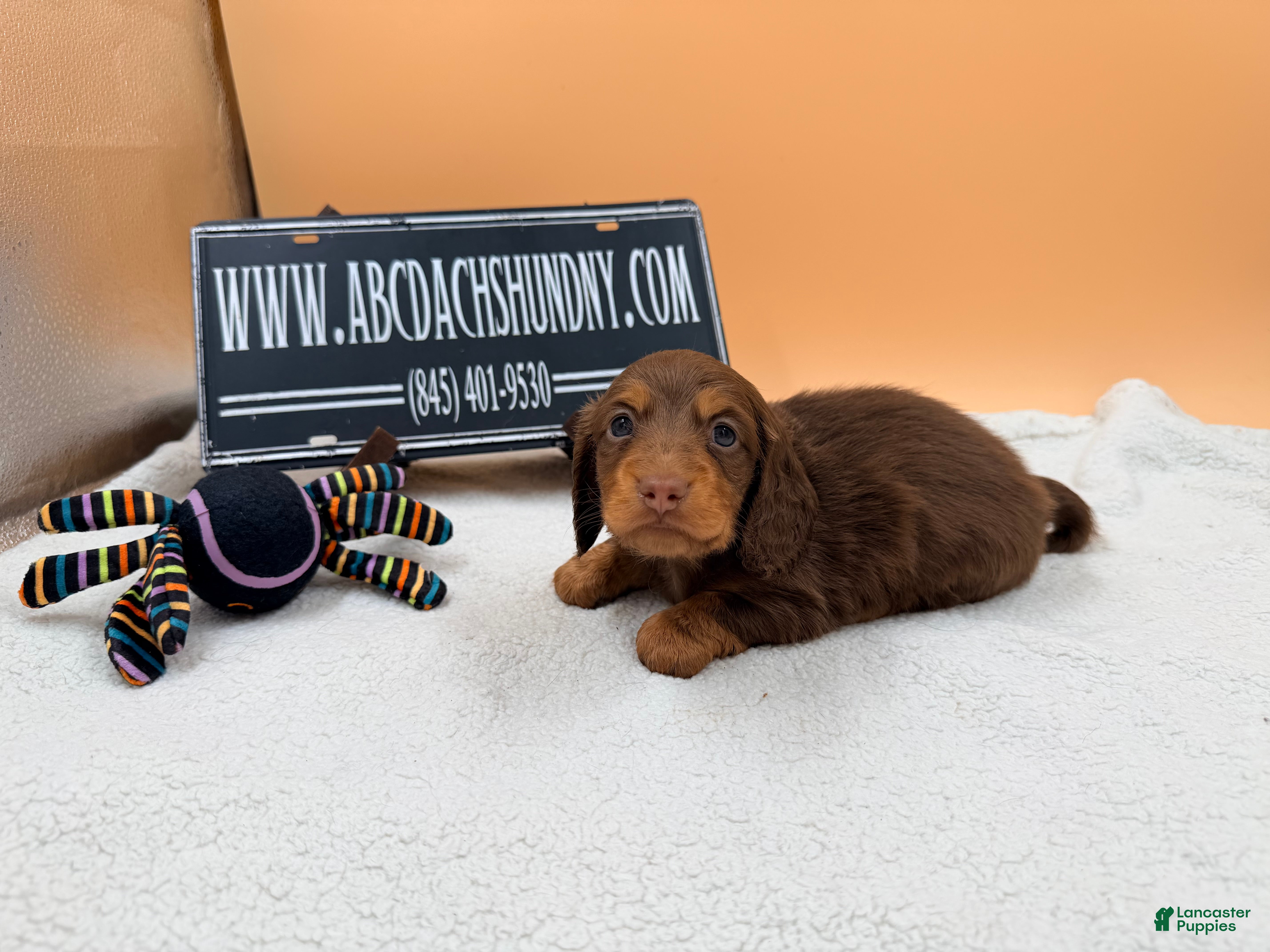 Miniature Dachshund dogs AKC Ch Russian line - Ad 7