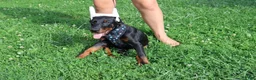 Doberman Pinscher dogs for sale: Doberman Pinscher 1 - Ad 19