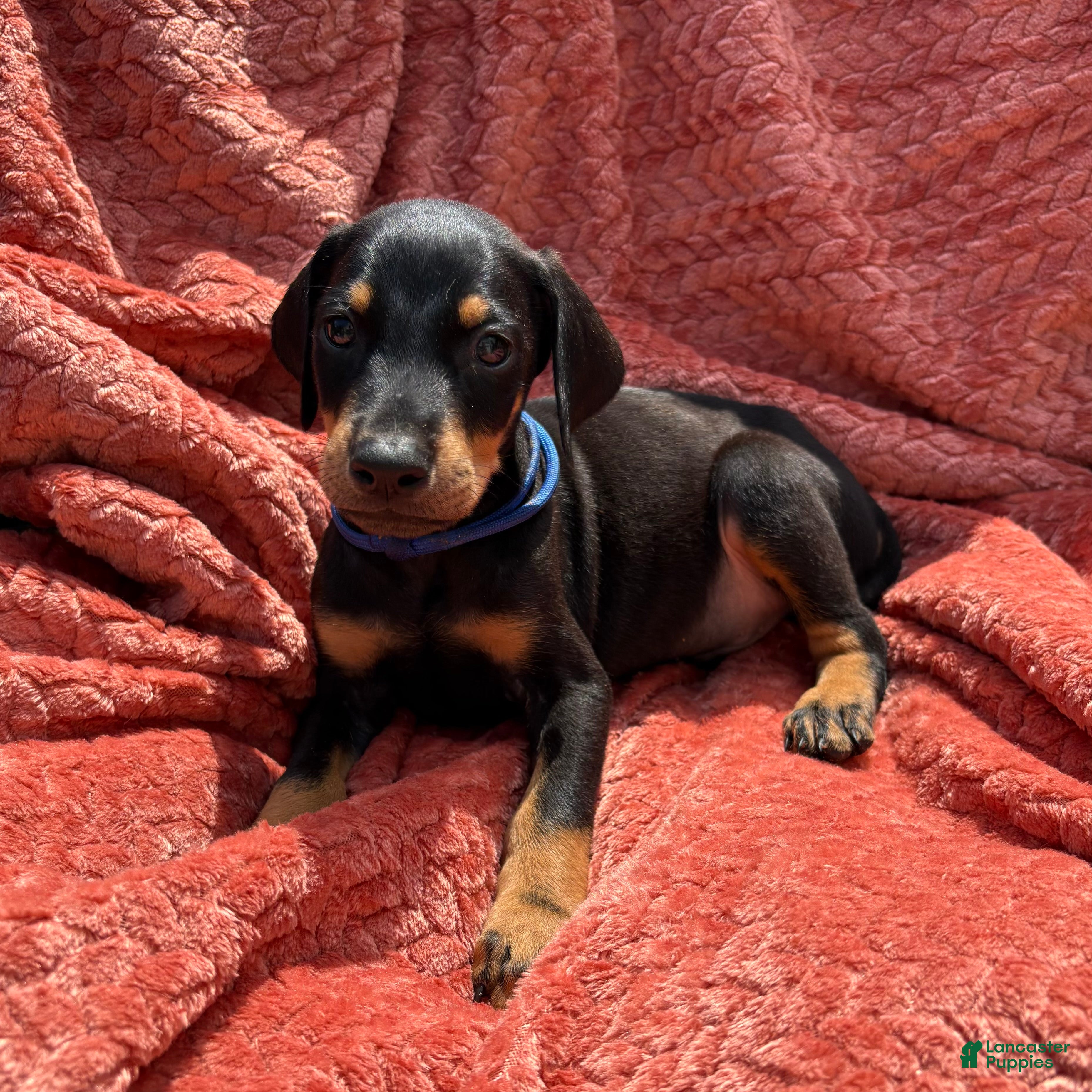 Doberman Pinscher dogs Blue Collar Male - Ad 25