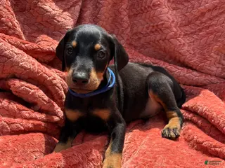 Doberman Pinscher dogs Blue Collar Male - Ad 25