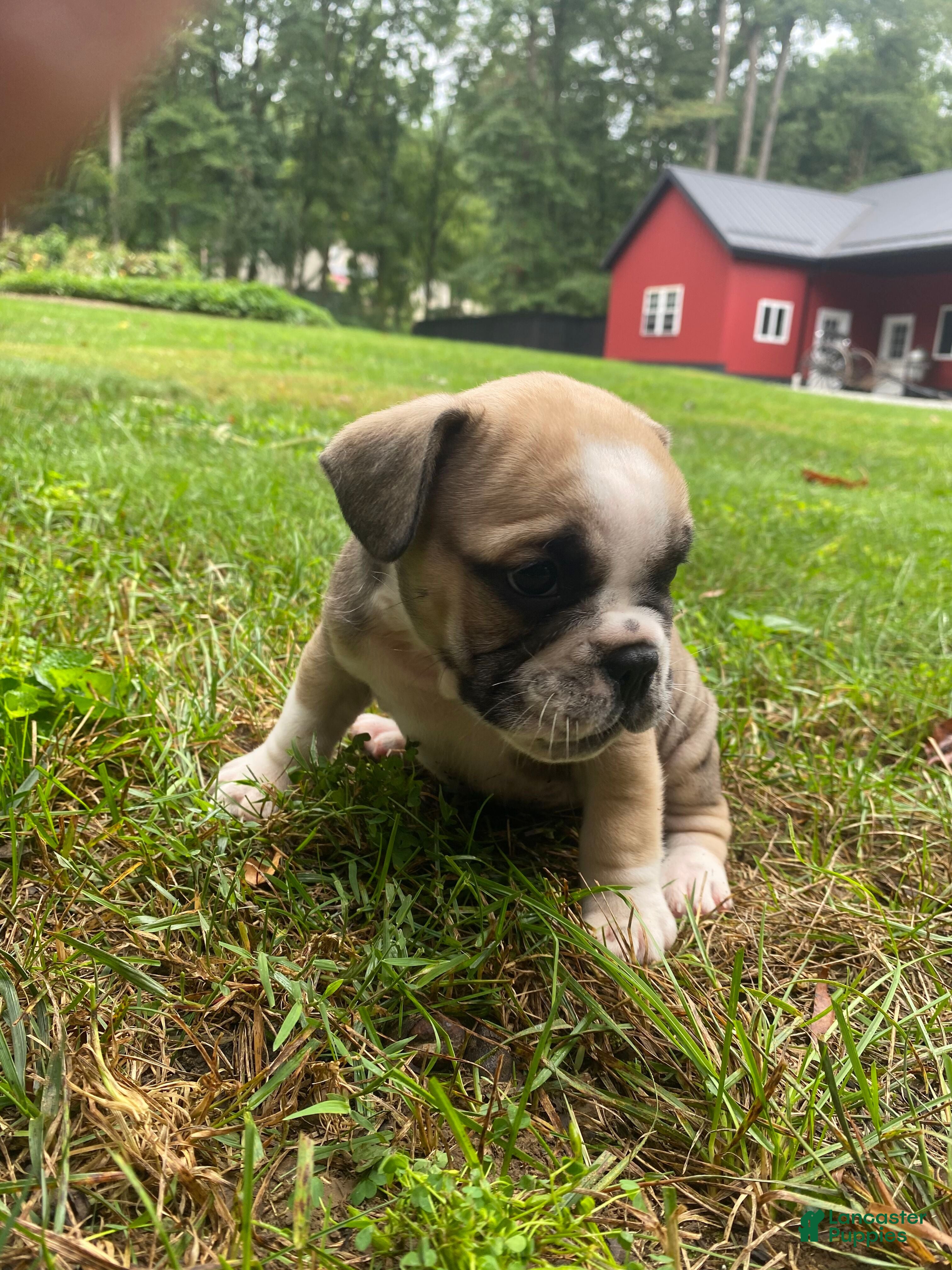 Mixed Breed dogs Bandit - Ad 2