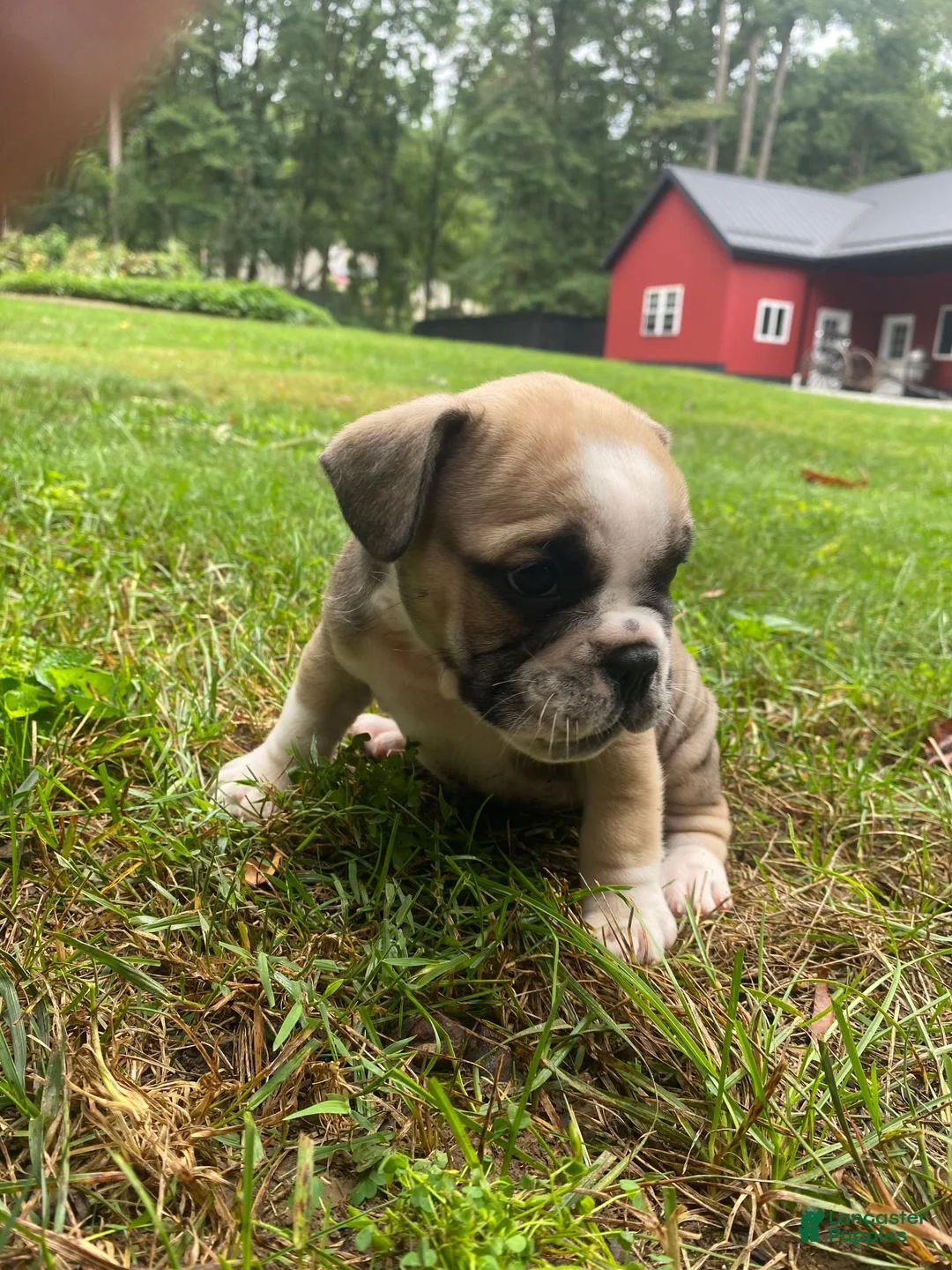 Mixed Breed dogs for sale: Bandit - Ad 2
