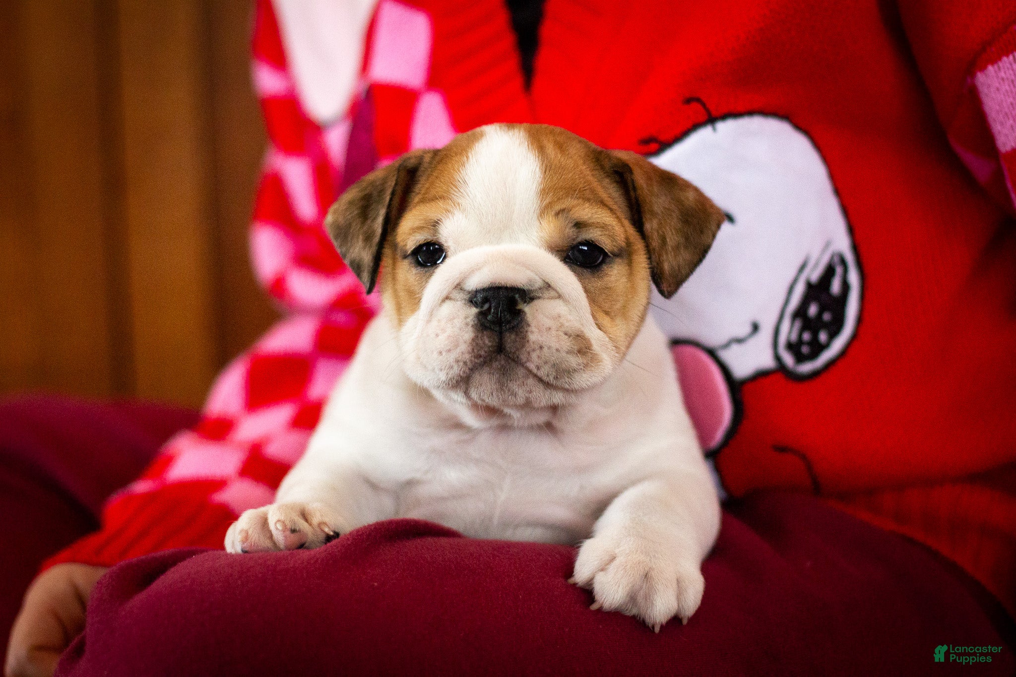 English Bulldog dogs Mia - Ad 23