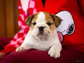 English Bulldog dogs Mia - Ad 23