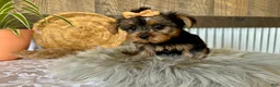 Yorkshire Terrier dogs for sale: Tiana - Ad 9