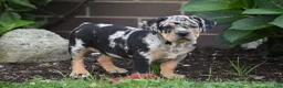 Beabull dogs for sale: Dixie - Ad 3