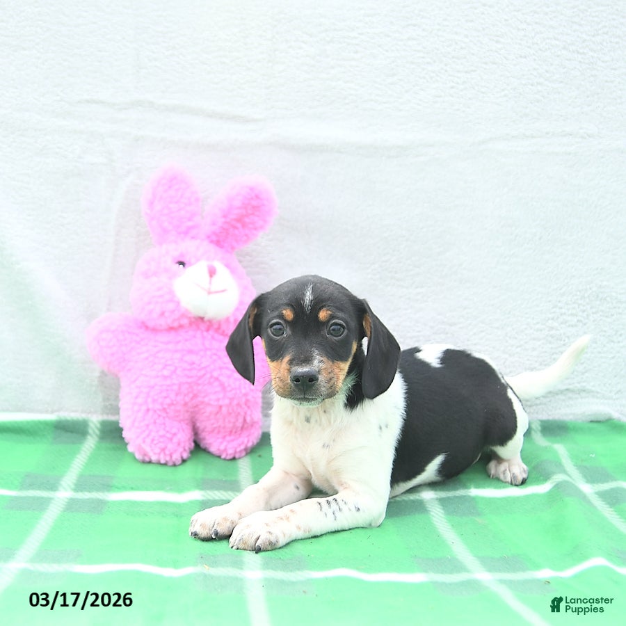 Mixed Breed dogs Pixie - Ad 1