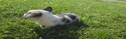 Mixed Breed dogs for sale: Buster - Ad 6