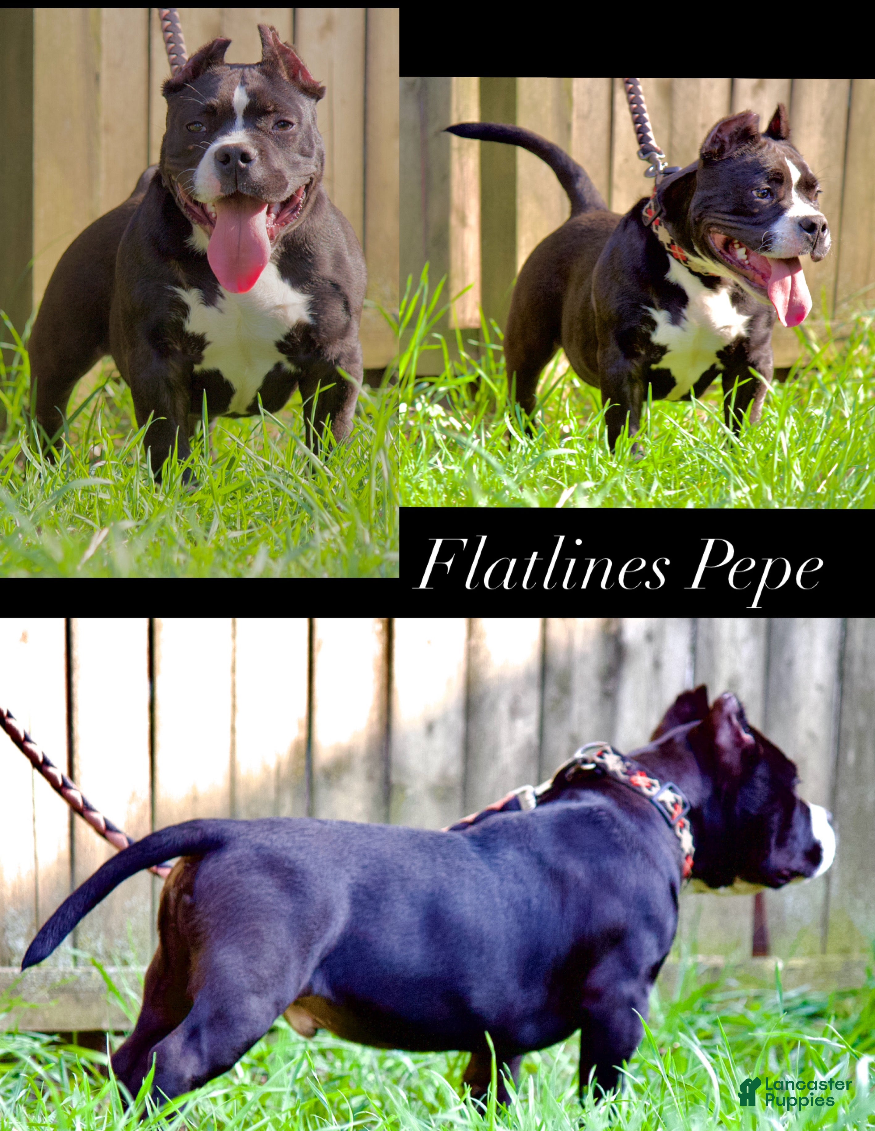 American Bully dogs Pepe - Ad 2