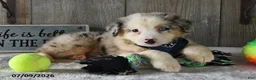 Australian Shepherd dogs for sale: Koby - Ad 3