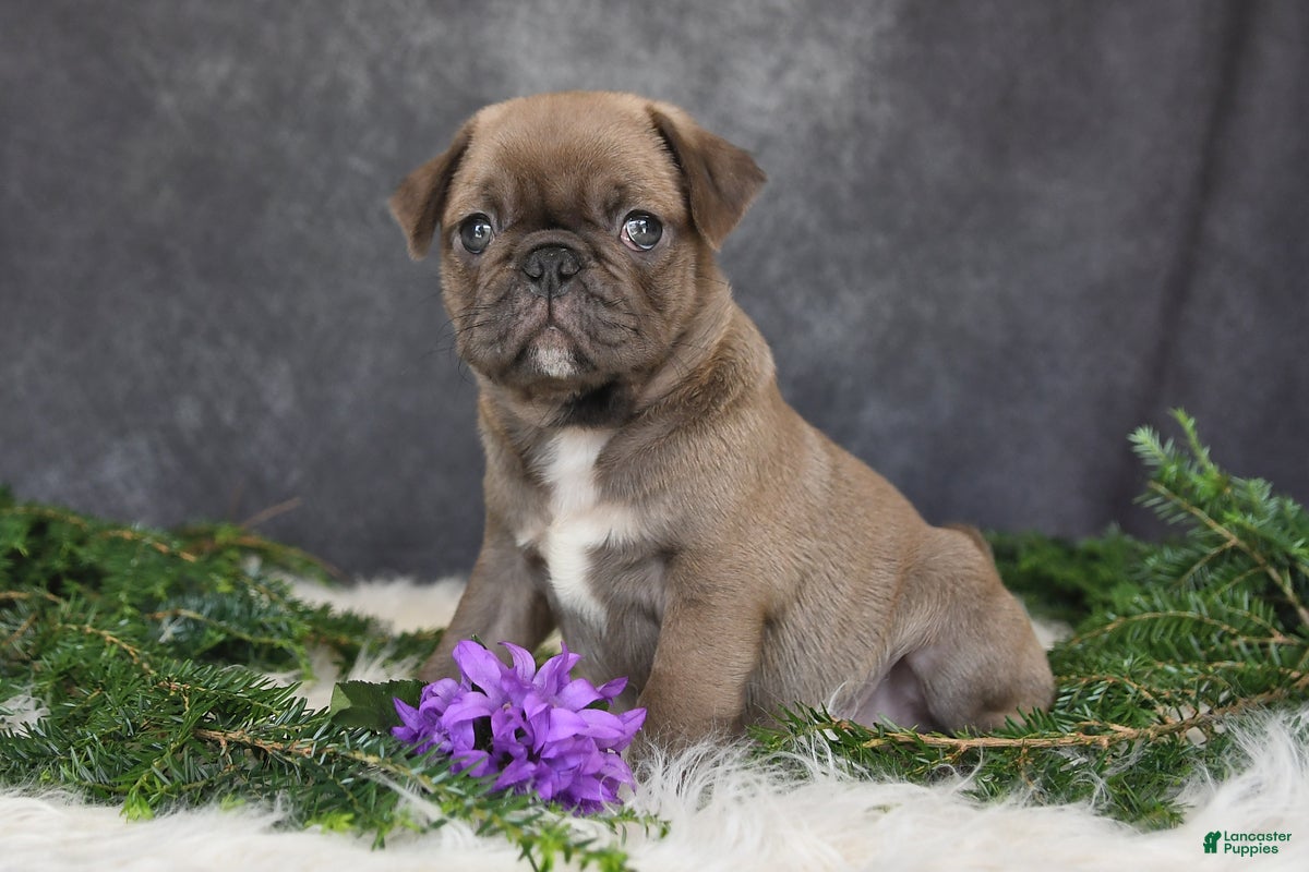Pug dogs Jordan - Ad 2