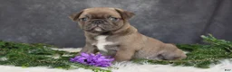 Pug dogs for sale: Jordan - Ad 2