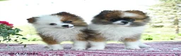 Pomeranian dogs for sale: Patrick - Ad 3