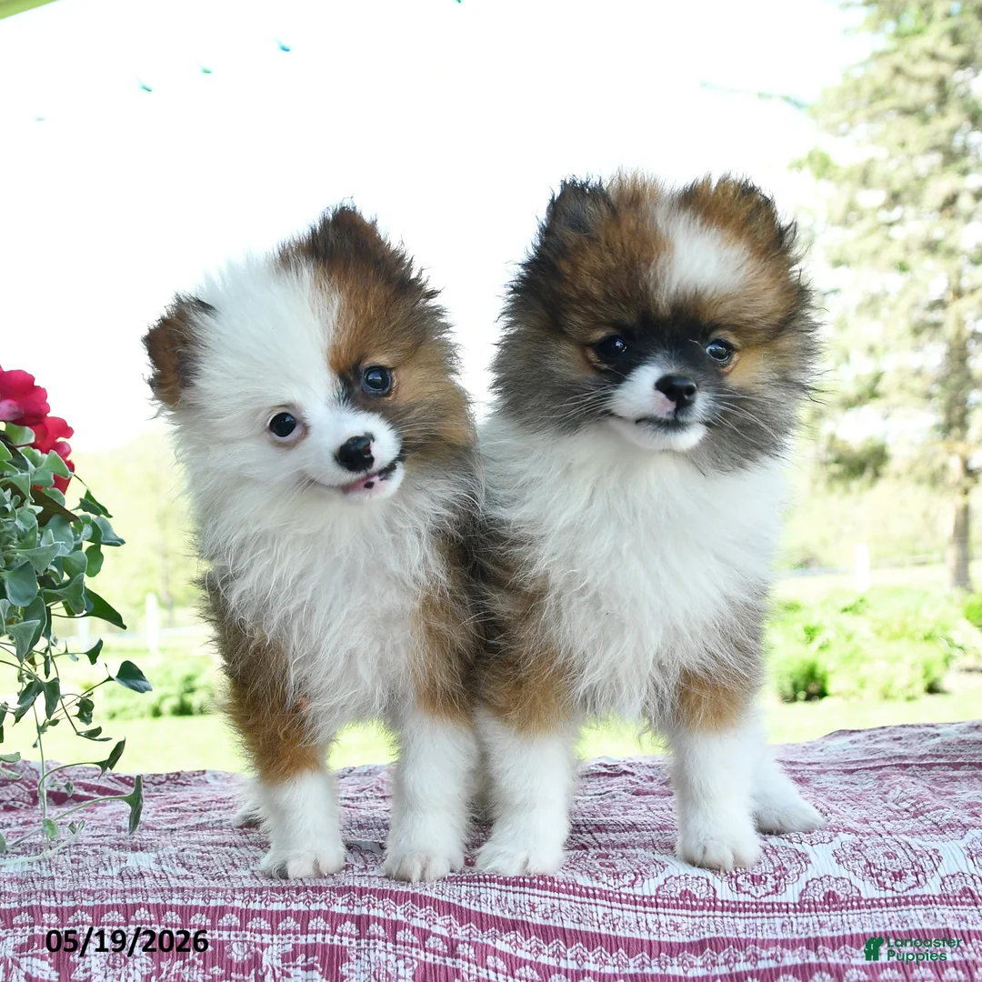 Pomeranian dogs for sale: Patrick - Ad 3