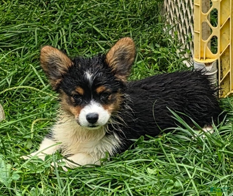 Welsh Corgi Pembroke dogs Puffy the Fluffy - Ad 2