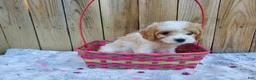 Cavachon dogs for sale: Blossom - Ad 5