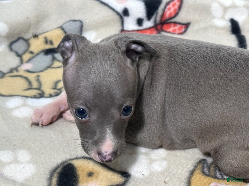 Italian Greyhound dogs Bandit - Ad 2