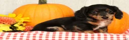 Miniature Dachshund dogs for sale: Tucker - Ad 8