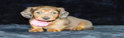 Miniature Dachshund dogs for sale: AKC Jewel - Ad 15