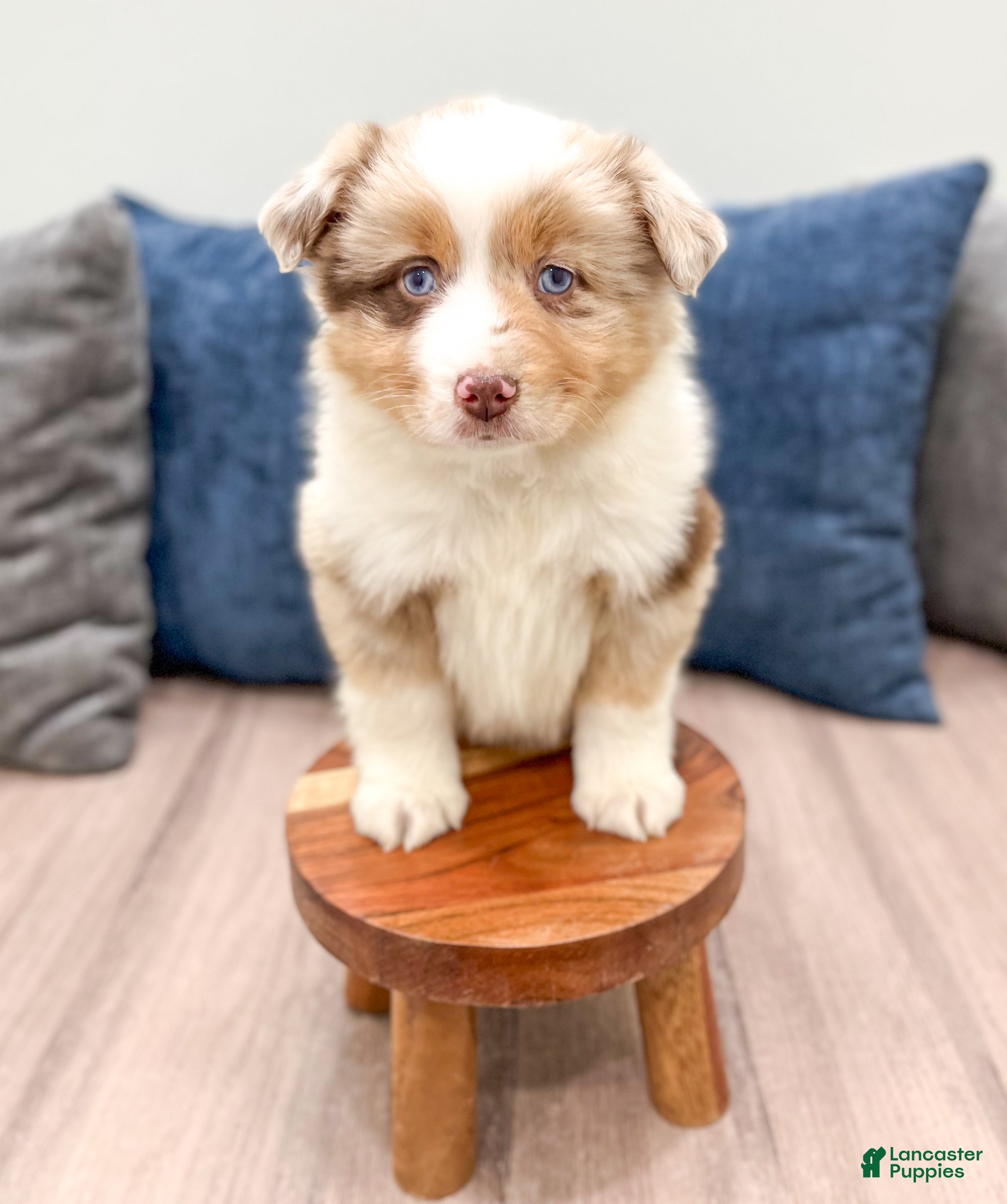 Miniature Australian Shepherd dogs Rose - Ad 2