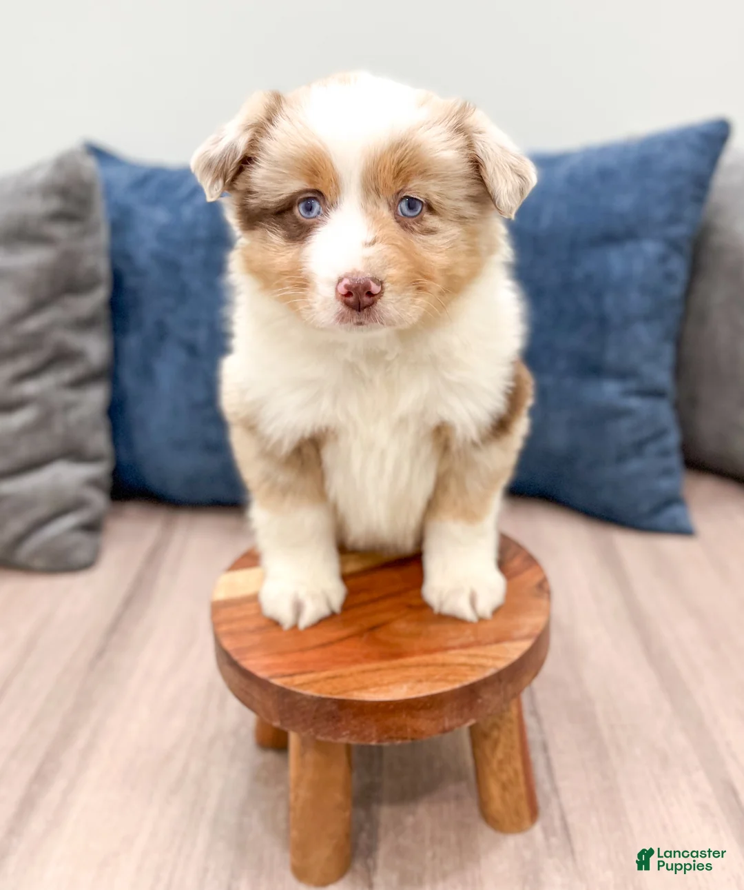 Miniature Australian Shepherd dogs for sale: Rose - Ad 2