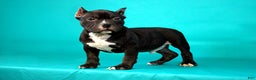 American Bully dogs for sale: Black Trindle Male - Ad 3