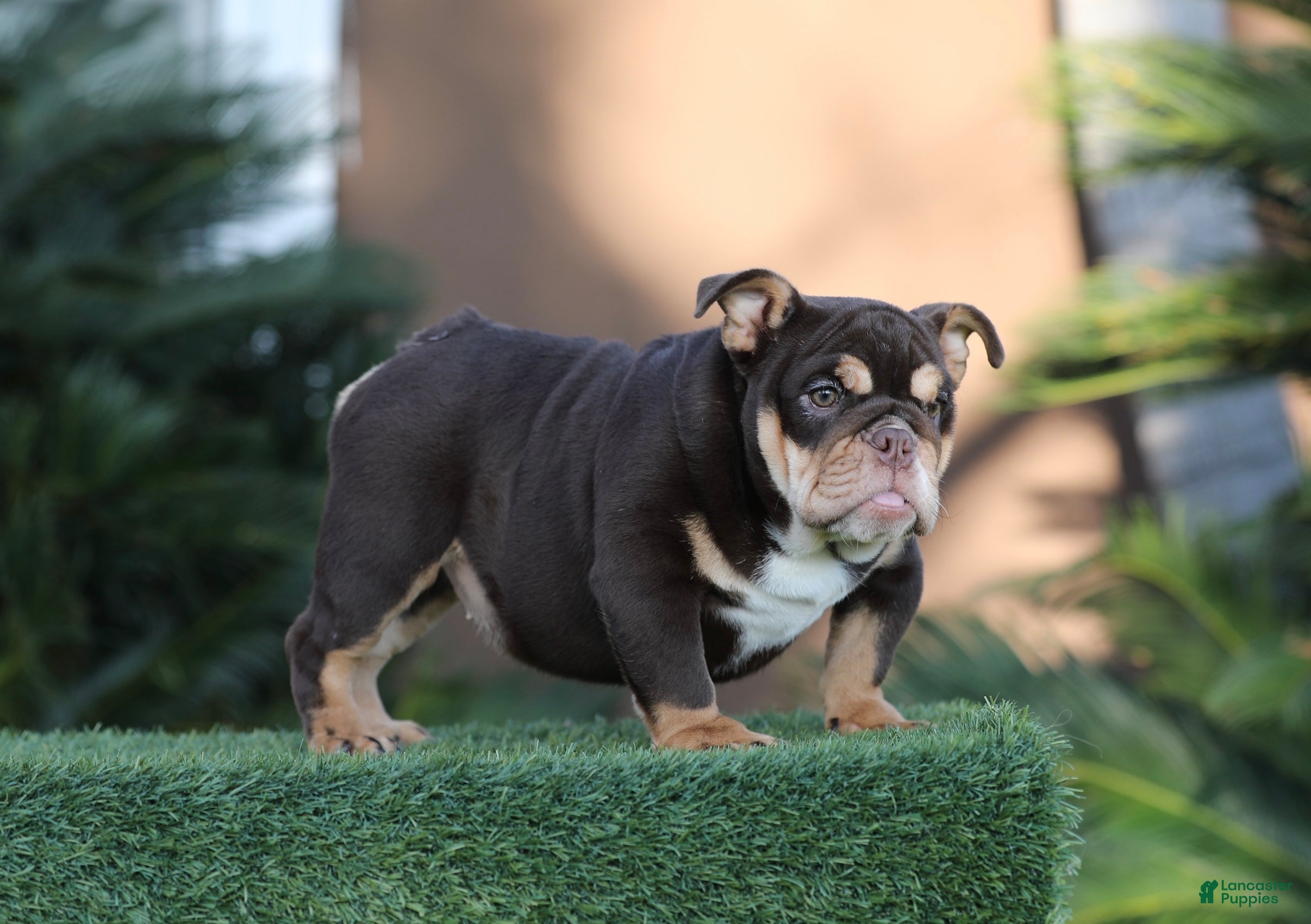 English Bulldog dogs English Bulldog Puppy 1 - Ad 3