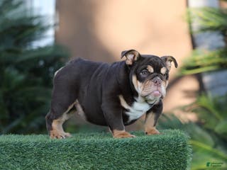 English Bulldog dogs English Bulldog Puppy 1 - Ad 3