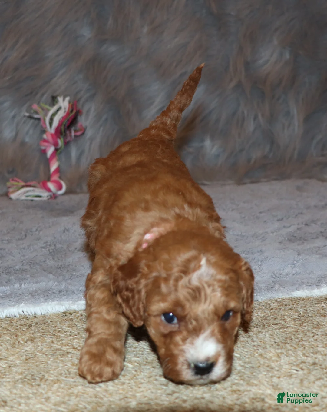 Mini Goldendoodle dogs for sale: Willow 🌷 Genetic Clear Parents - Ad 21
