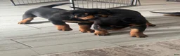 Rottweiler dogs for sale: Belize  - Ad 11