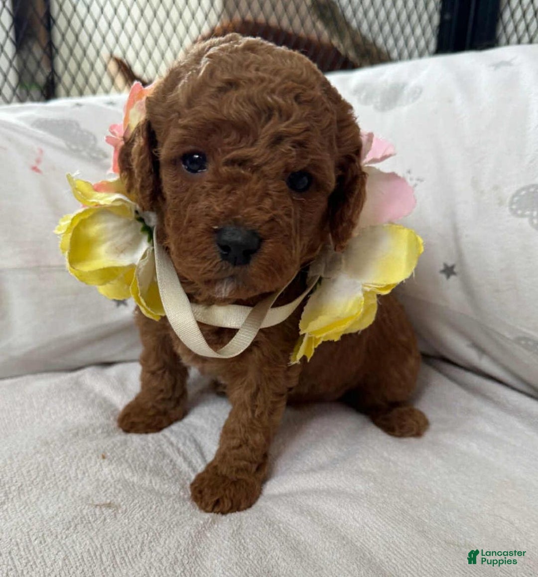 Cavapoo dogs for sale: Johnny  - Ad 6