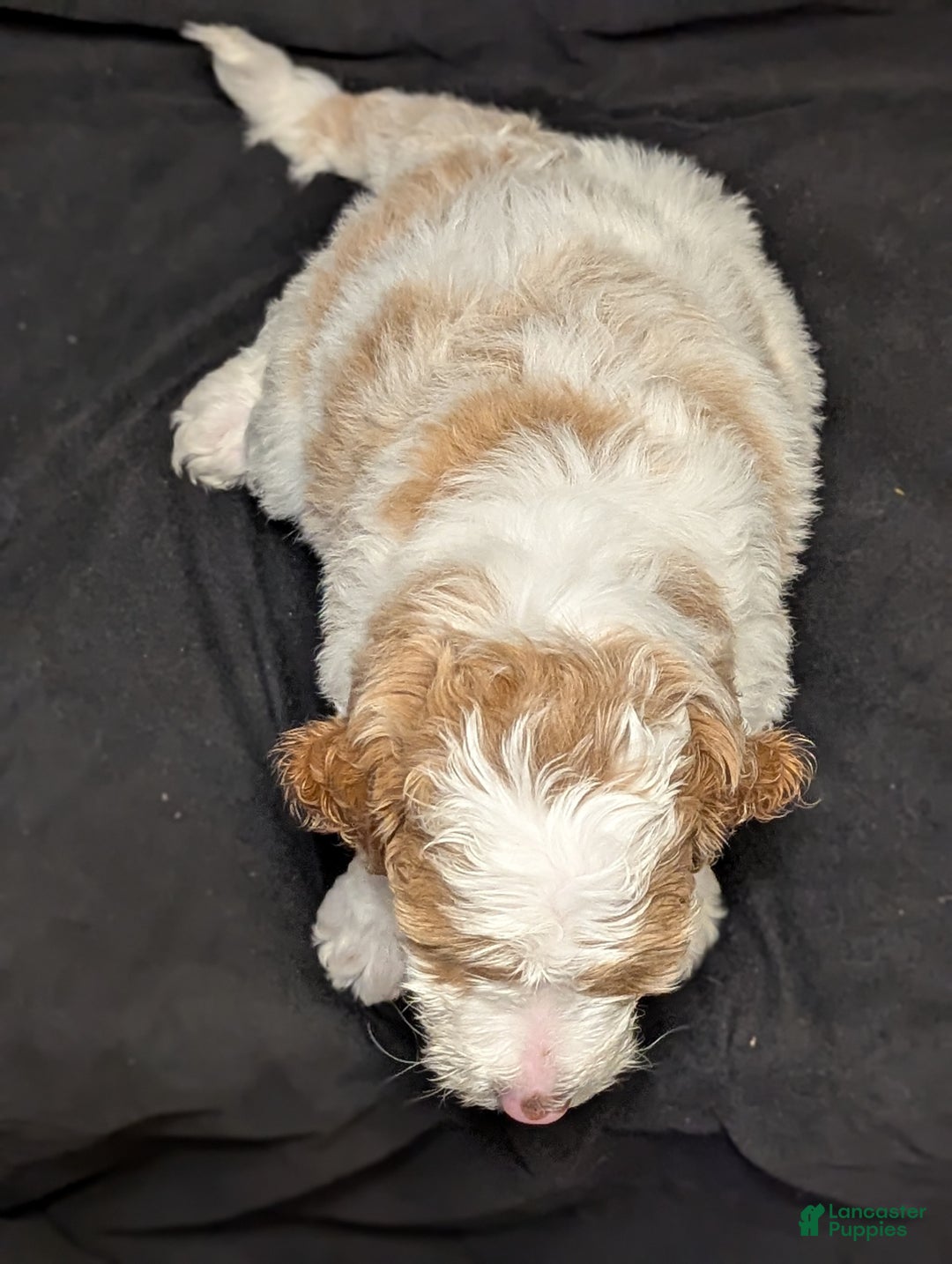 Goldendoodle dogs for sale: Charlie  - Ad 8