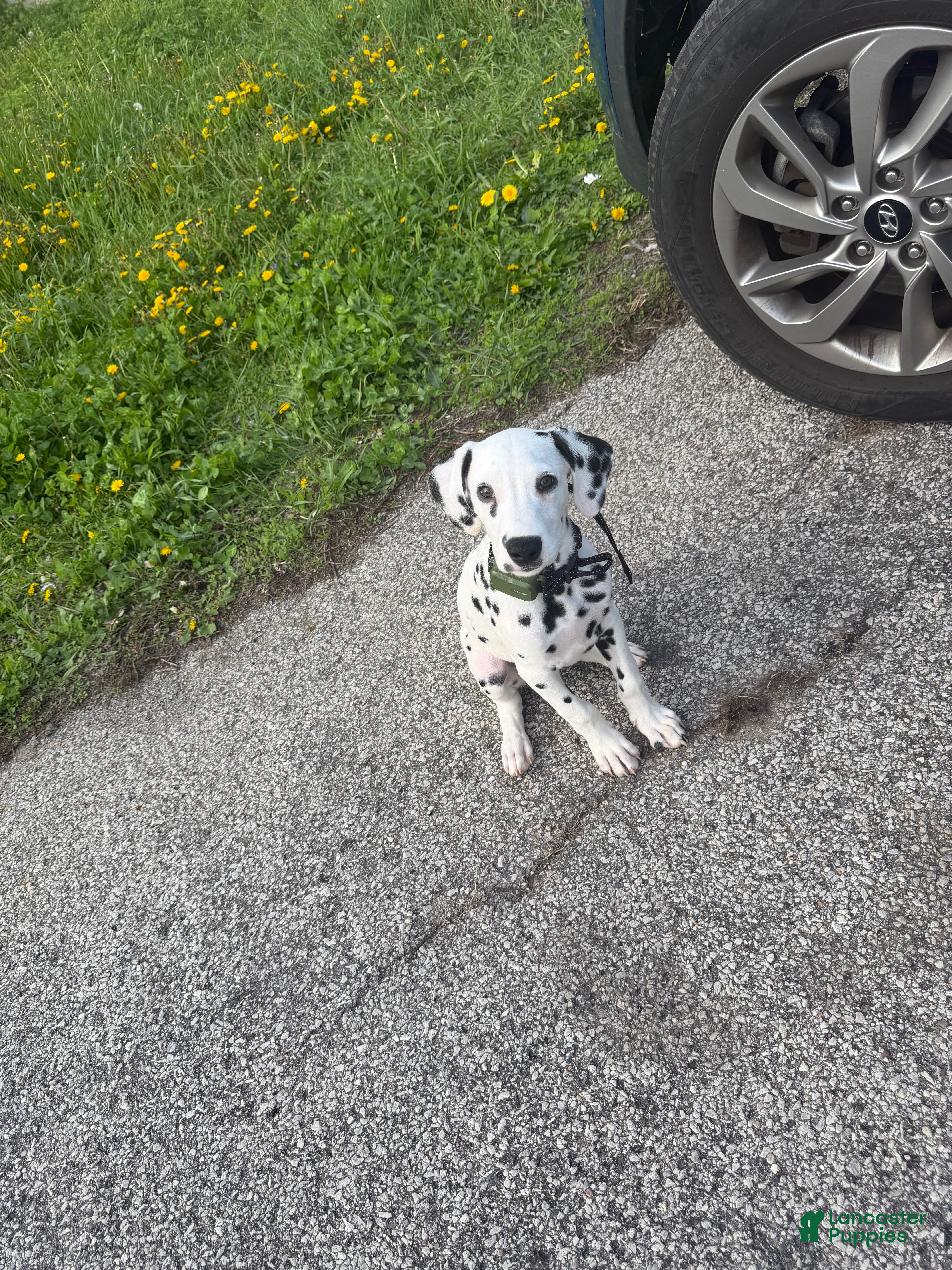 Dalmatian dogs Dalmatian Puppy 1 - Ad 1