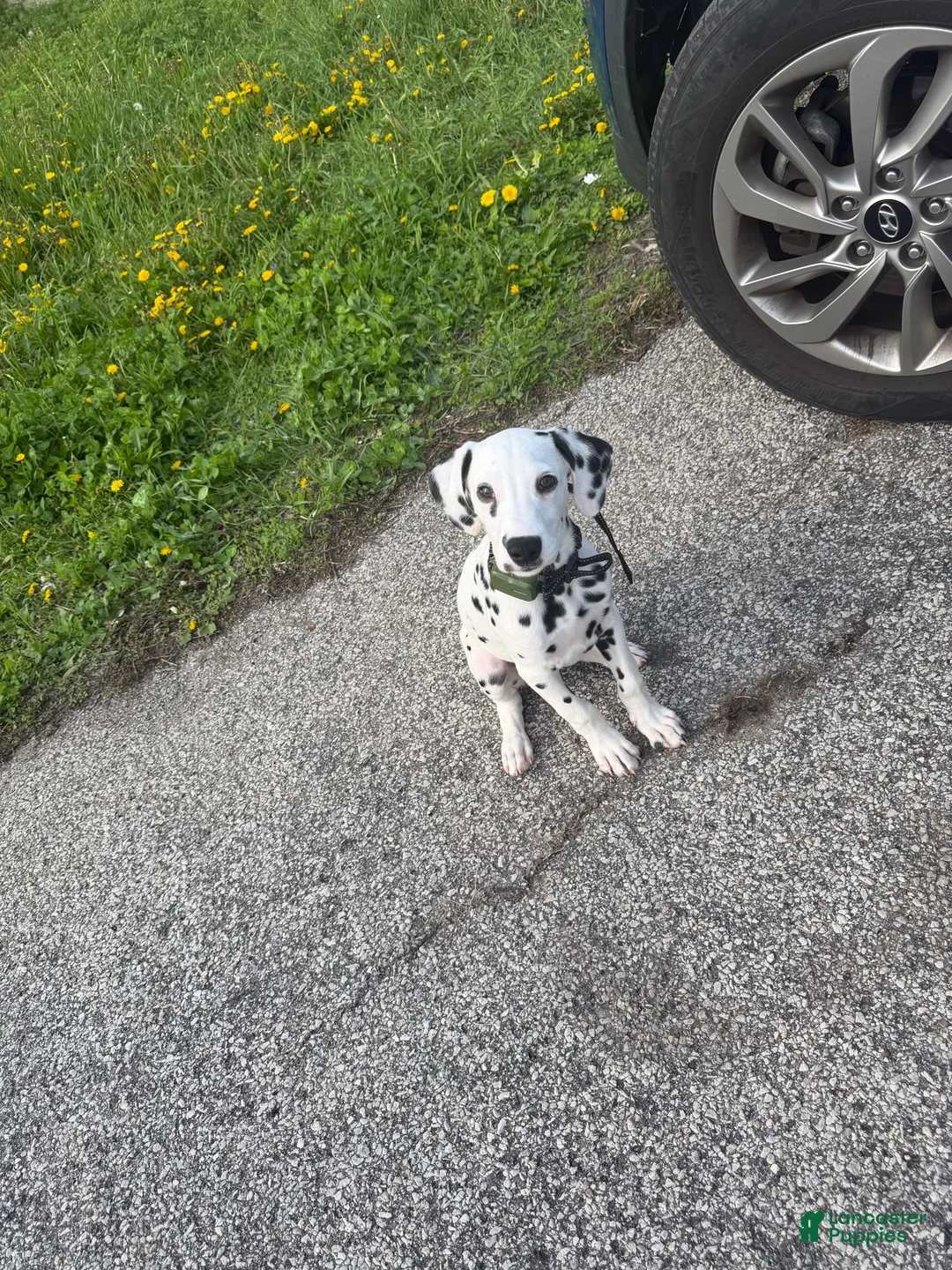 Dalmatian dogs for sale: Dalmatian Puppy 1 - Ad 1