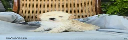 Maltipoo dogs for sale: Jamey - Ad 4