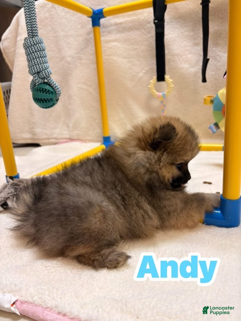 Pomeranian dogs Andy - Ad 7