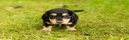 Miniature Dachshund dogs for sale: Hunter  - Ad 2