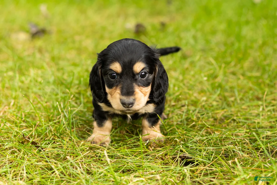 Miniature Dachshund dogs for sale: Hunter  - Ad 2