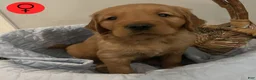 Golden Retriever dogs for sale: Golden Retriever 6 - Ad 1