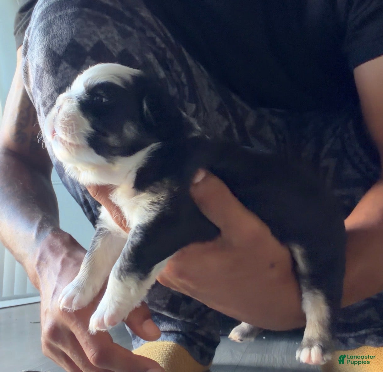 French Bulldog dogs Blu - Ad 1