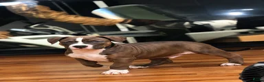 American Bully (Male#4)