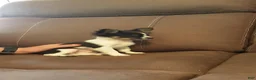 Chihuahua dogs for sale: Chihuahua 1 - Ad 5