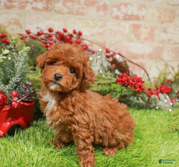 Toy Poodle dogs Toy Poodle Puppy 4 - Ad 40