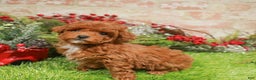 Toy Poodle dogs for sale: Toy Poodle Puppy 4 - Ad 1