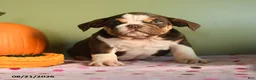 English Bulldog dogs for sale: Christopher - Ad 5