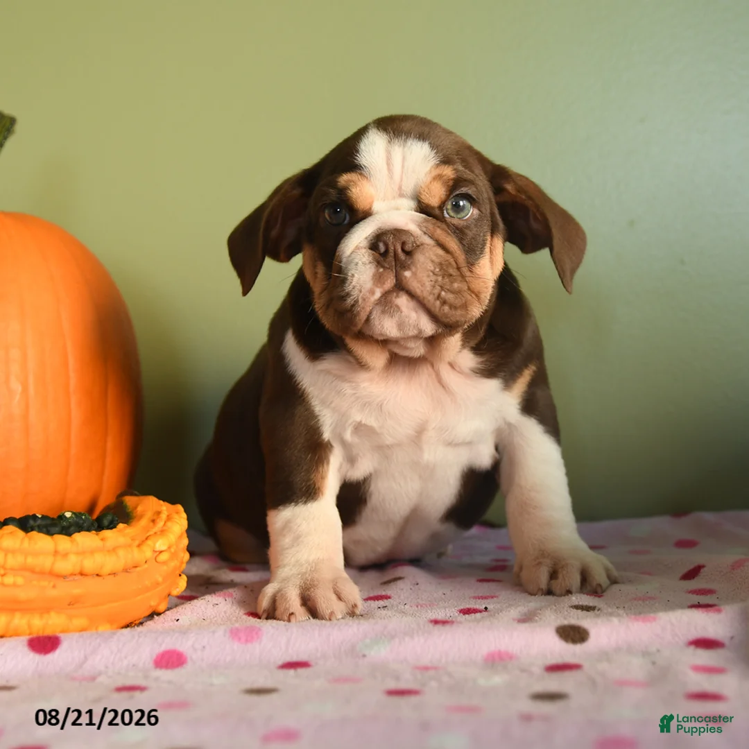 English Bulldog dogs for sale: Christopher - Ad 5